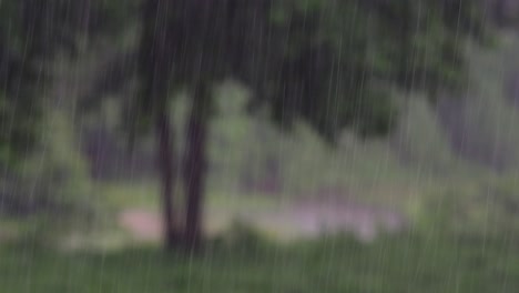 rain comes in the jungle anytime and one must enjoy the most out of it