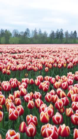 field of red and white tulips