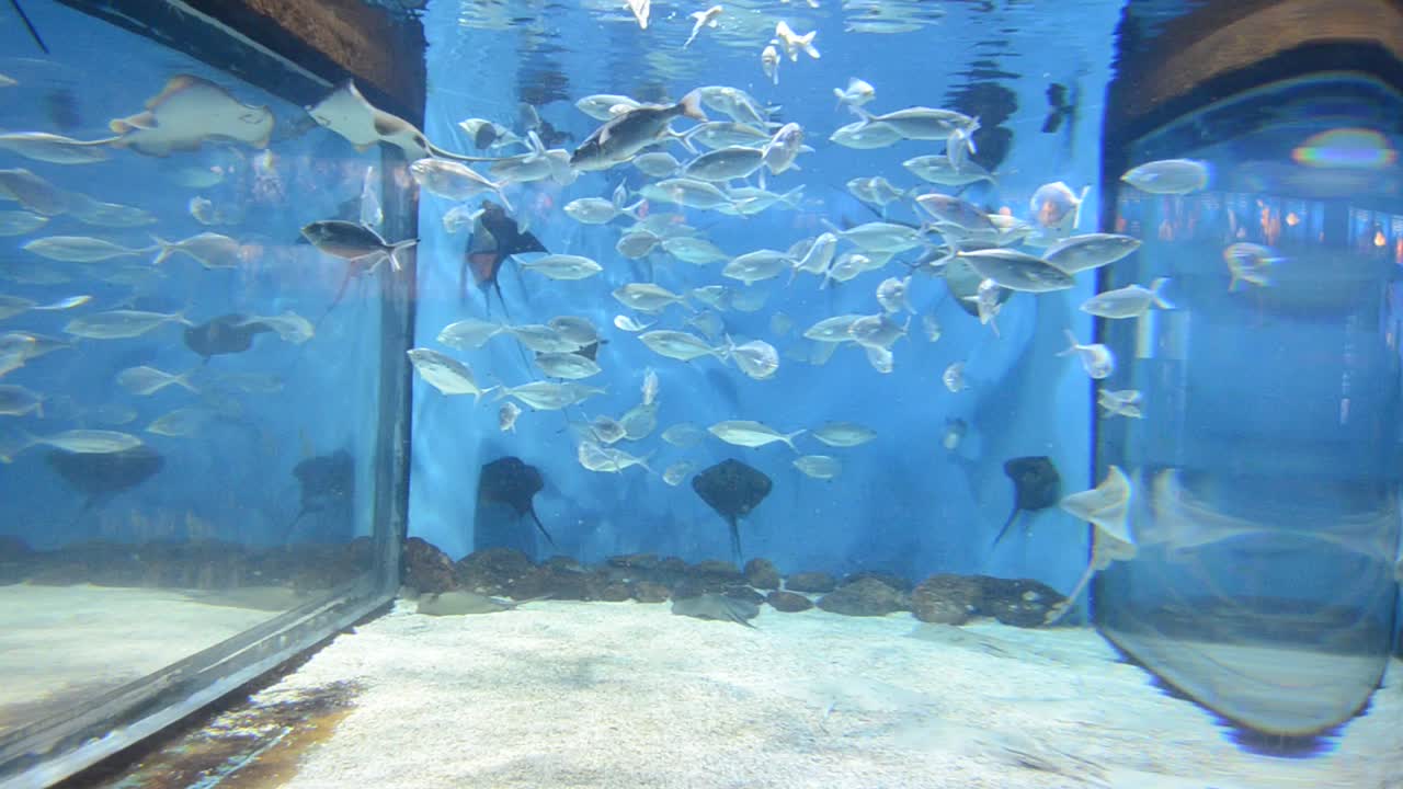 スペイン - バルセロナ水族館