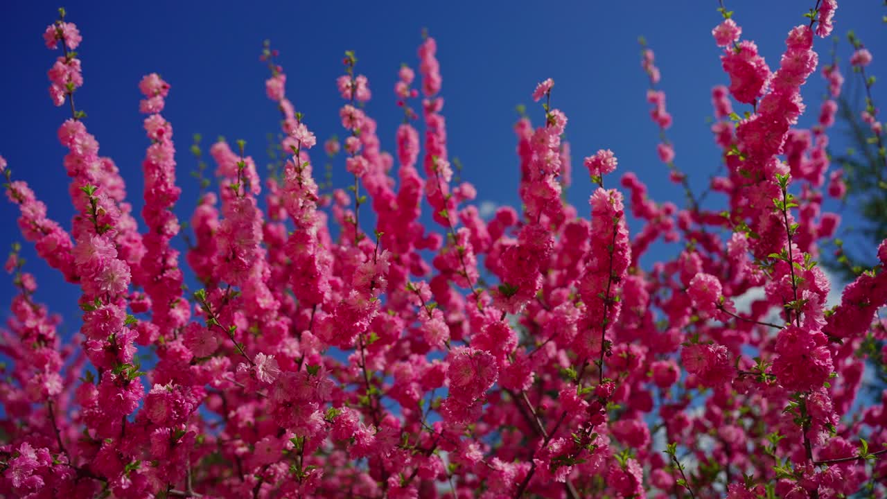 Pink Blossoms Against a Blue Sky