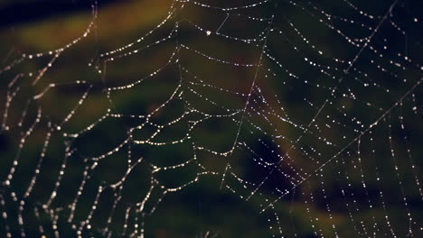 upper half of spider web covered in dew