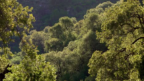 Forest-in-the-Sierras-of-Merlo,-San-Luis,-during-the-early-morning-hours-of-summer-showcasing-the-stunning-natural-beauty-of-the-area-in-the-summer