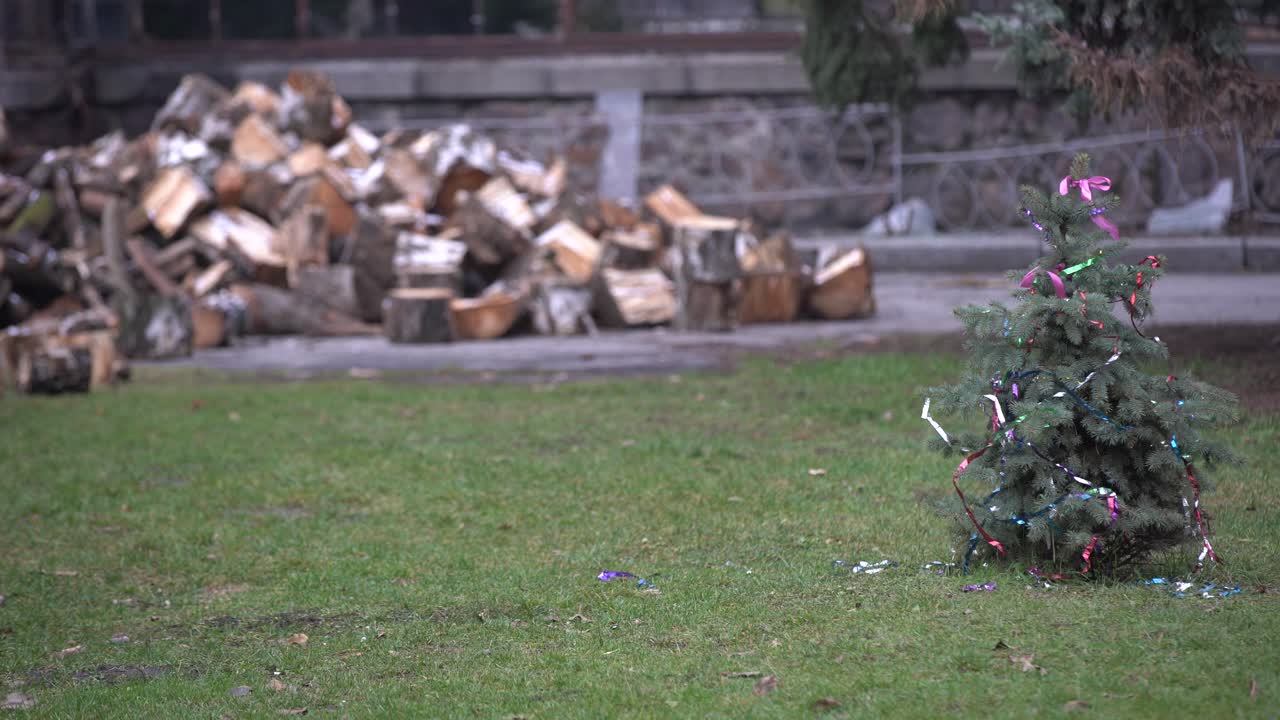 정원에서 장식된 크리스마스 트리.