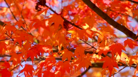 Vibrant autumn color maple leaves softly waving in slow motion