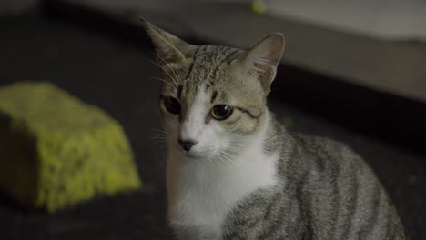 White-and-Grey-cat-looks-at-camera-standing-moving-it's-head-expression-home-pet-closeup-shot