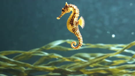 a seahorse swimming gracefully underwater among seaweed