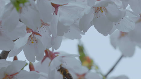 una abeja es capturada en movimiento, flotando entre los pétalos blancos y suaves de las flores de cerezo, con delicados estambres rosados visibles
