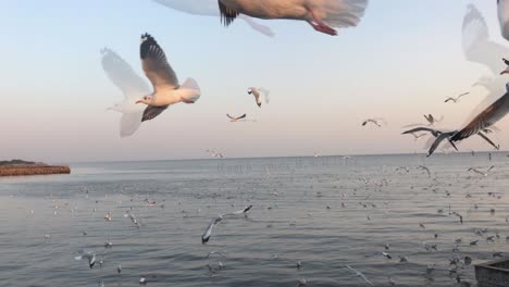 hundreds of seagull on a background sunset