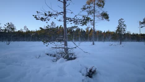 Unberührter-Schnee-In-Einem-Vorbeiziehenden-Wald