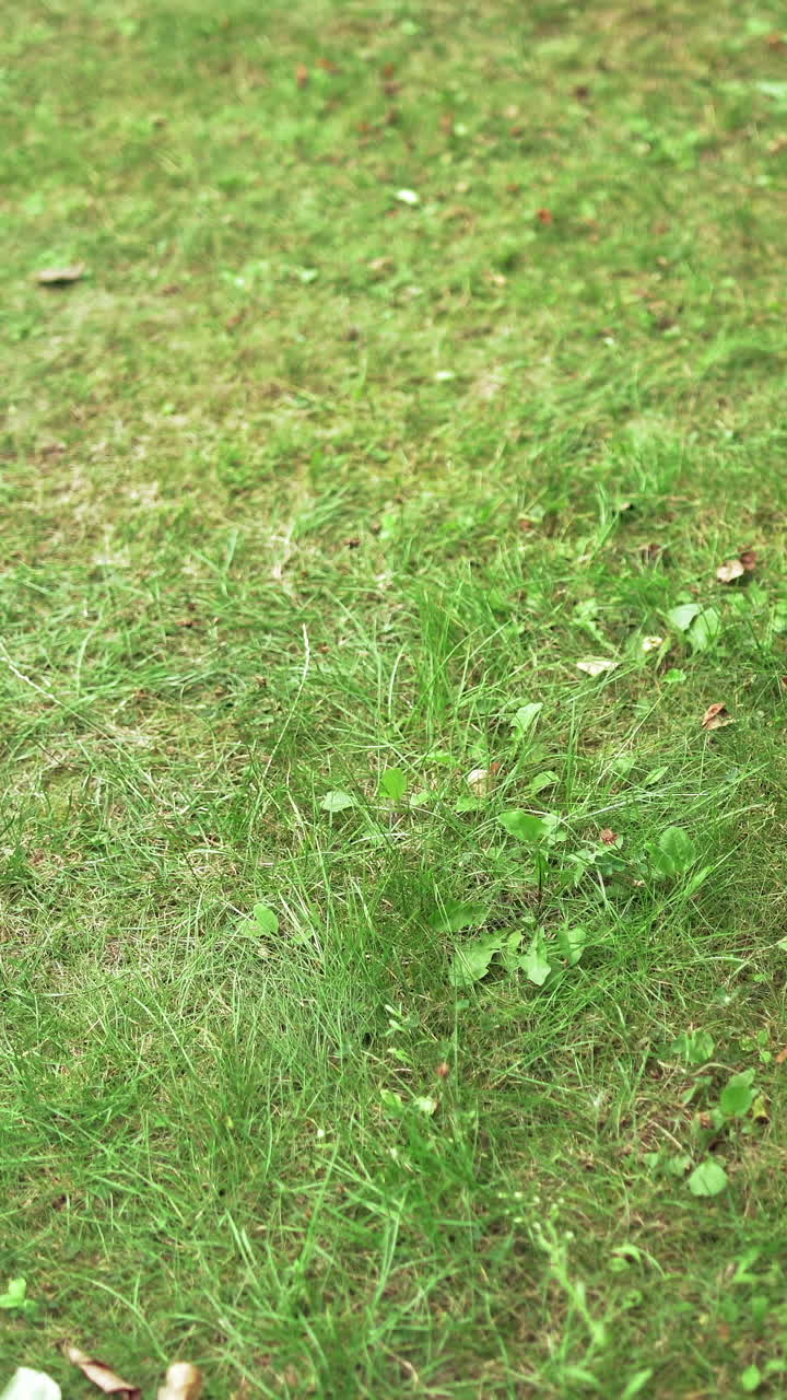 Process of cutting green grass by lawn mower. Homeowner working in the yard with electric lawn mower in summer day. Vertical video