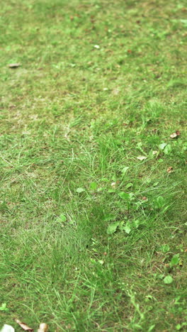 process of cutting green grass by lawn mower. homeowner working in the yard with electric lawn mower in summer day. vertical video