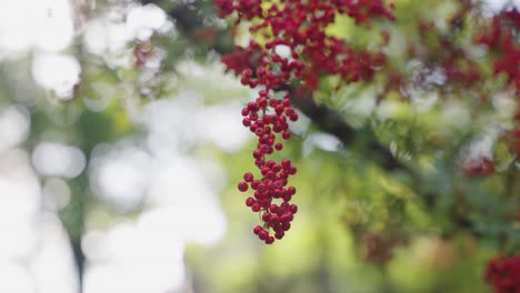 Heilige-Bambusbeeren,-Die-In-Japan-Vom-Baum-Hängen