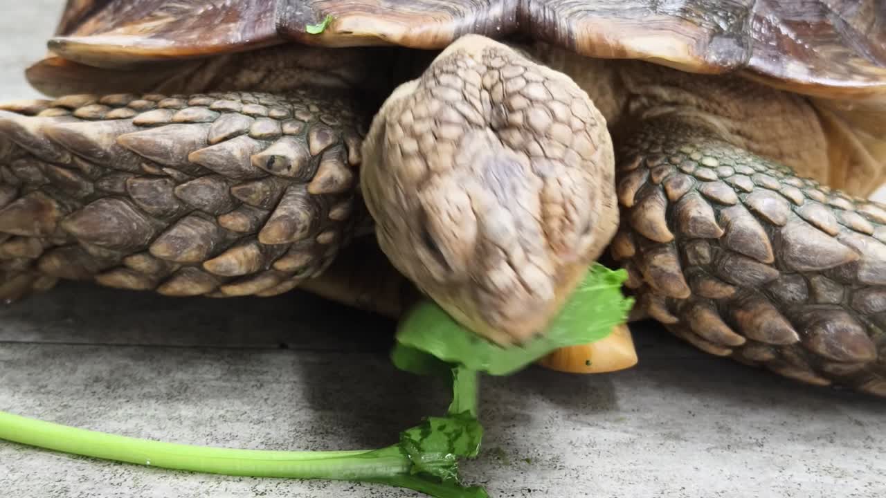 야채를 먹는 거대한 거북이