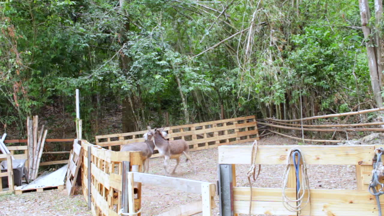 목장에서 당나귀 거친 놀이