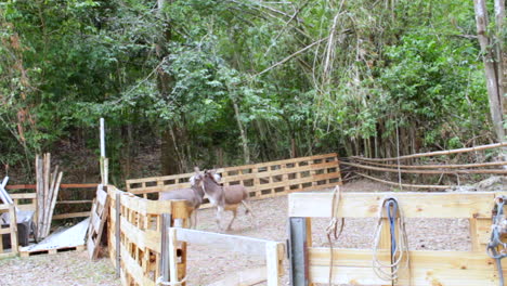 donkeys rough play at ranch