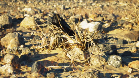 lone black raven seen through dry shrub at death valley