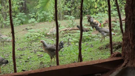 free range outdoor chickens and roosters pecking for food in the grass