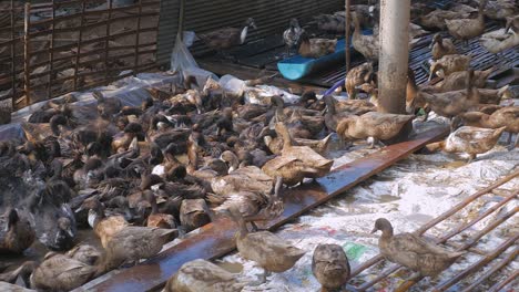 raft of domestic ducks having a bath ( close up )