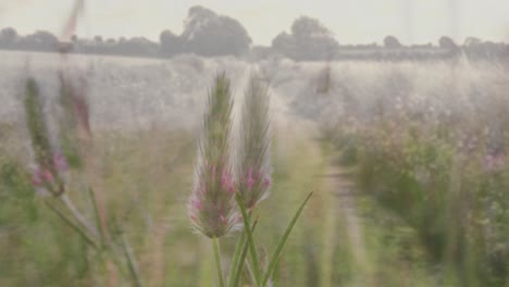 animation of wheat over rural landscape with perspective