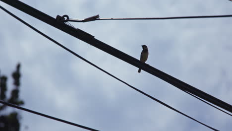 pájaro en un cable telefónico en un día nublado