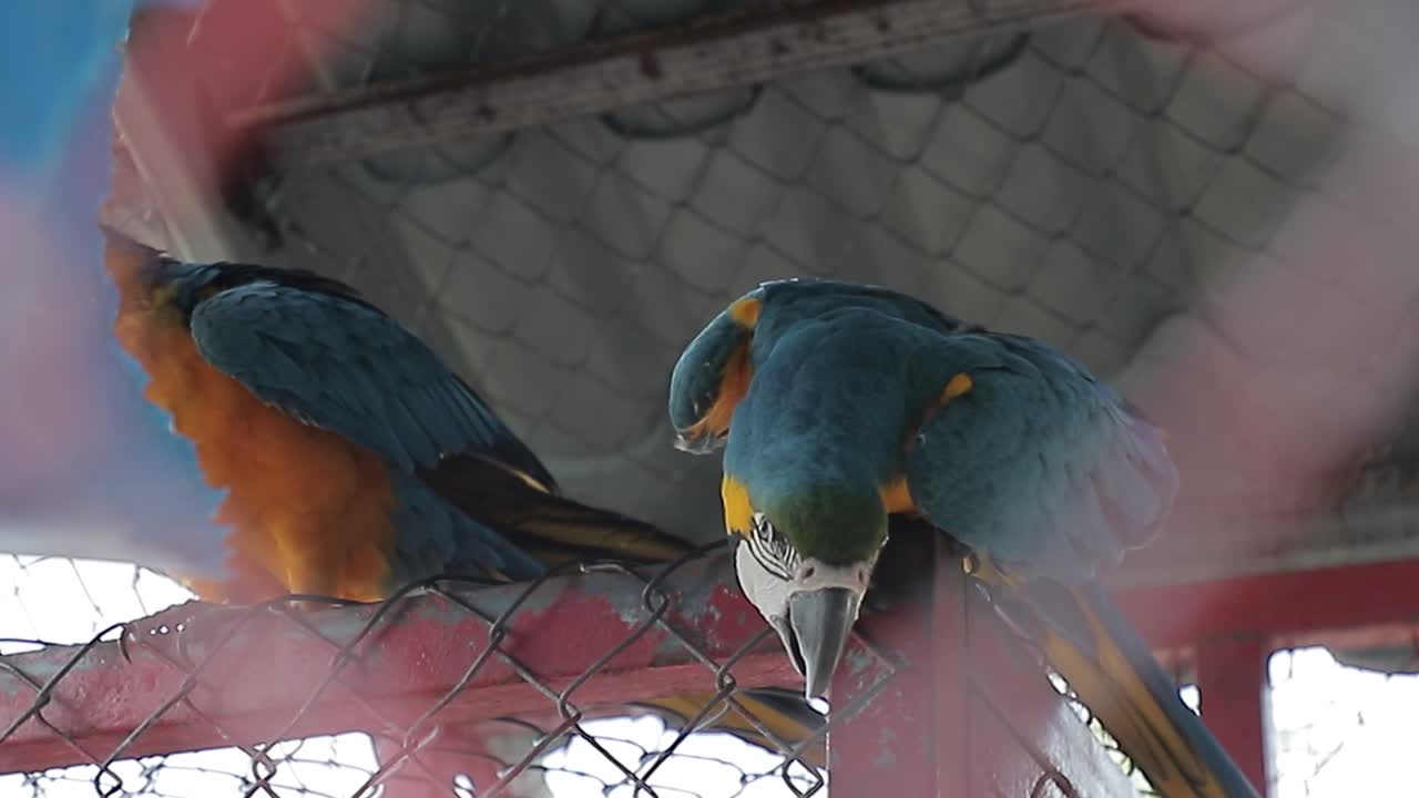 gran guacamayo azul