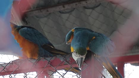 Big-Blue-Macaw