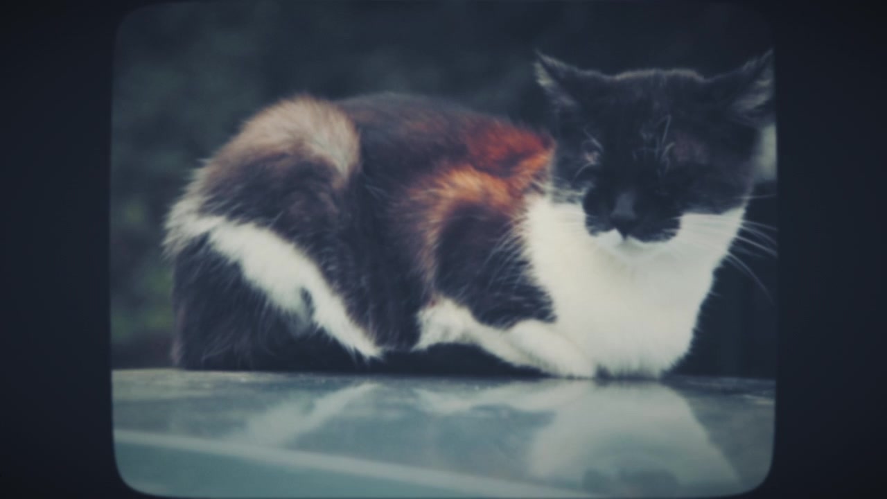 Kucing tidur di atas mobil