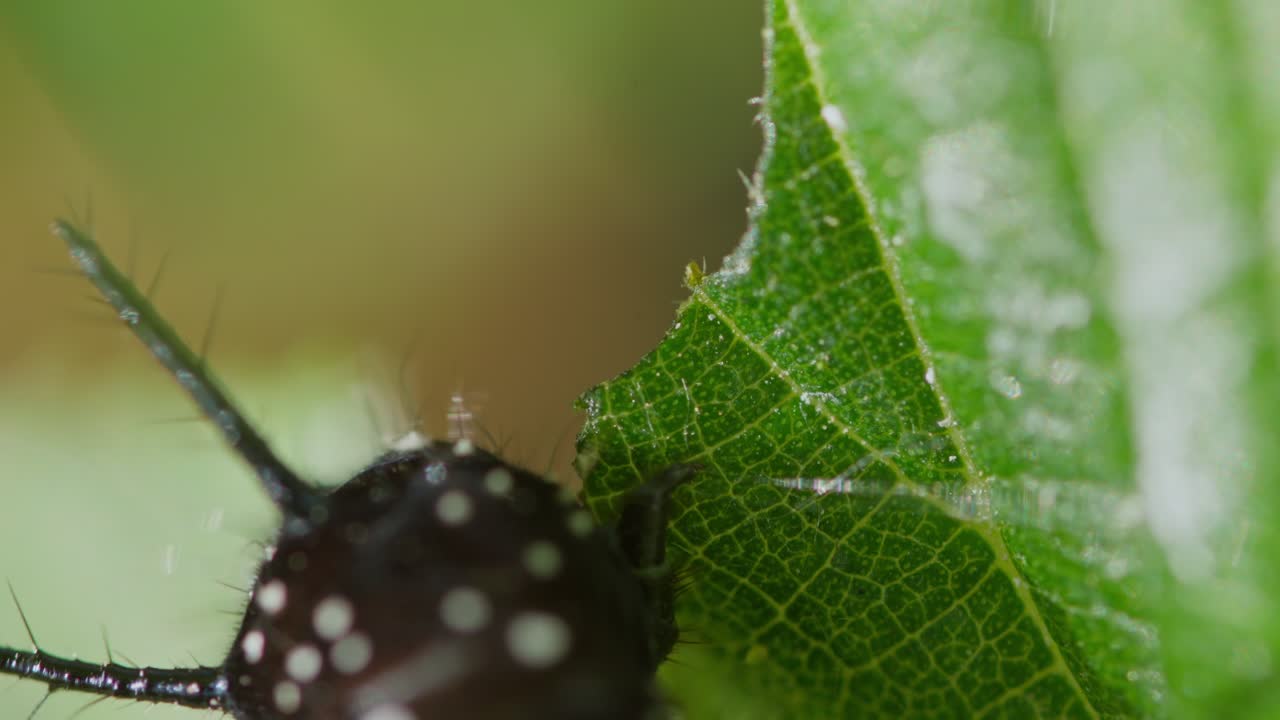 Close-up from above of caterpillar chewing leaf in wild grassy habitat