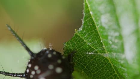 close-up from above of caterpillar chewing leaf in wild grassy habitat