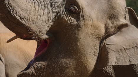 Primer-Plano-De-Elefante-Boca-Abierta-Comiendo-Plátanos-En-Santuario-En-Chiang-Mai,-Tailandia