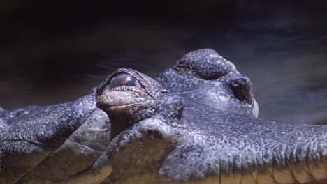 Ein-Indischer-Gharial,-Der-Seine-Augen-öffnet---Extrem-Nah-Oben