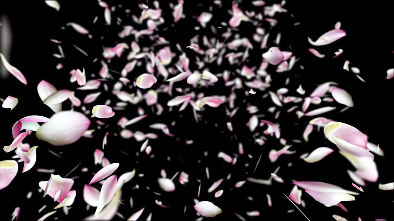 분홍색 로터스 잎이 날아가고 있습니다.