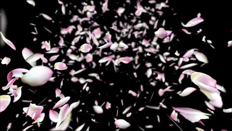 los pétalos de loto rosados están volando.