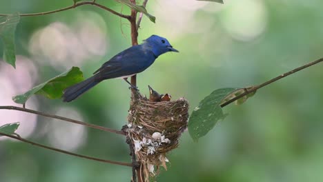 Monarca-De-Nuca-Negra,-Hypothymis-Azurea,-Parque-Nacional-Kaeng-Krachan,-Tailandia