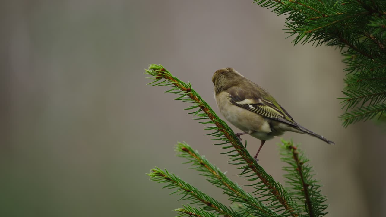 Eurasian chaffinch in profile view on branch, soft tones and green forest backdrop visible