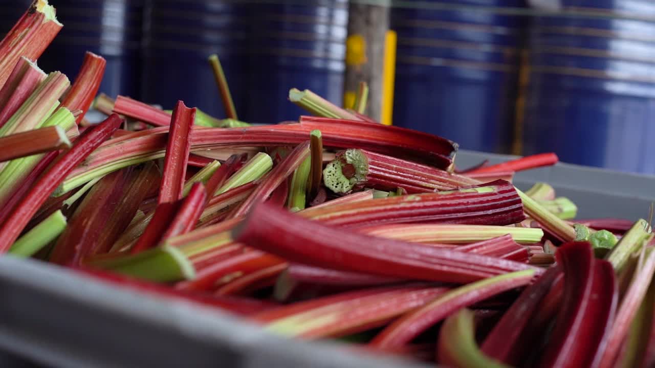 Slow motion close up left to right of harvested Rhubarb in a container.