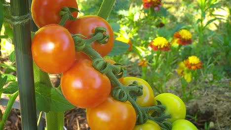 Nahaufnahme-Von-Reifen-Kirschtomaten---Gemüsegarten,-Bio-Lebensmittel