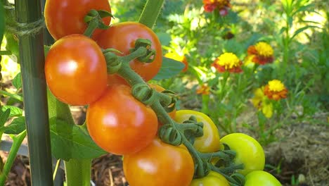 primer plano de tomates cerezos maduros - jardín de cocina, alimentos orgánicos