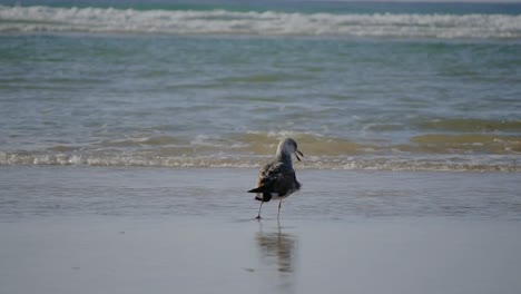 gaviota en aguas poco profundas en la playa