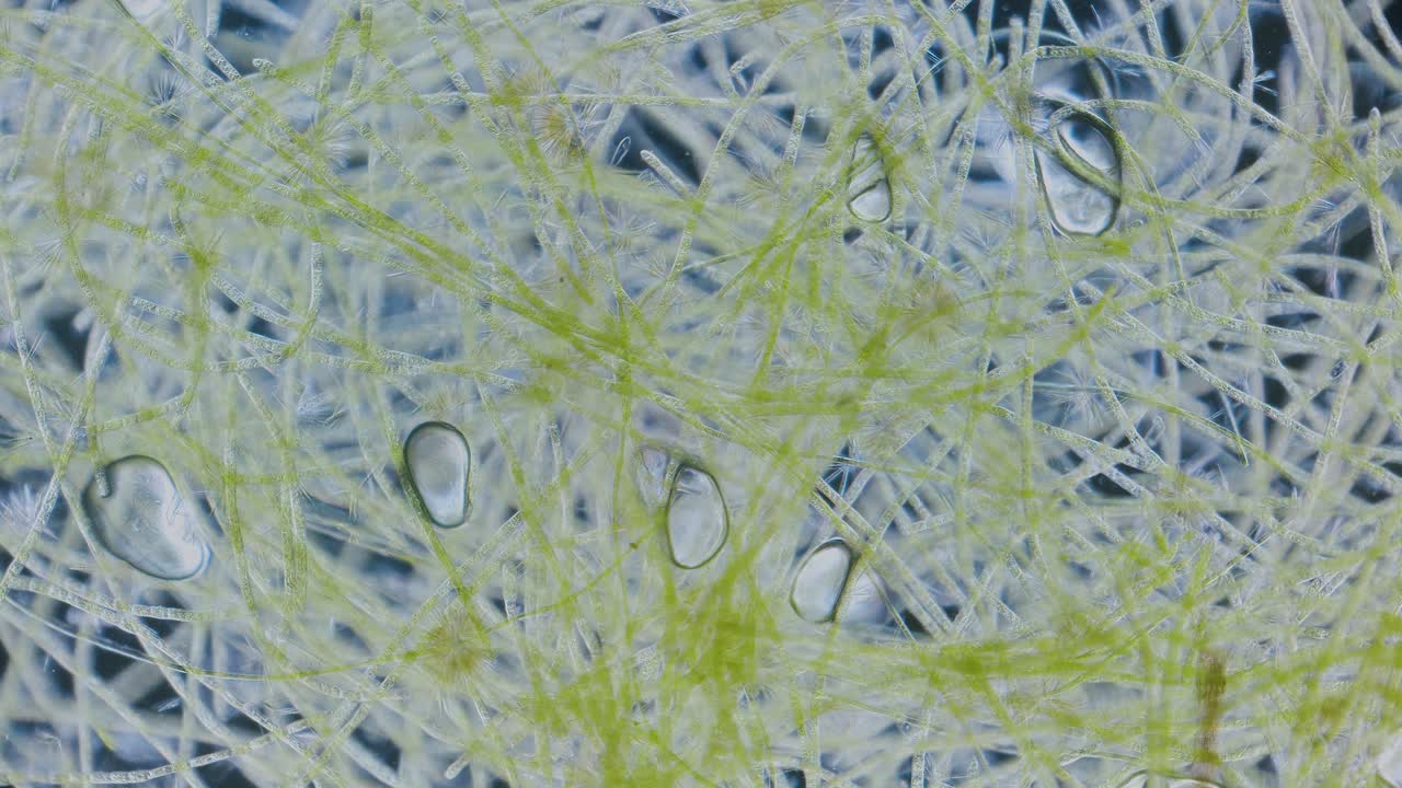 Green algae producing oxygen in light under microscope timelapse