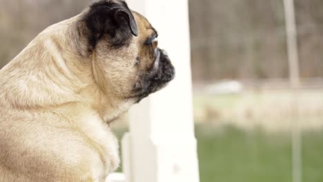 pug watching whats going on around the park