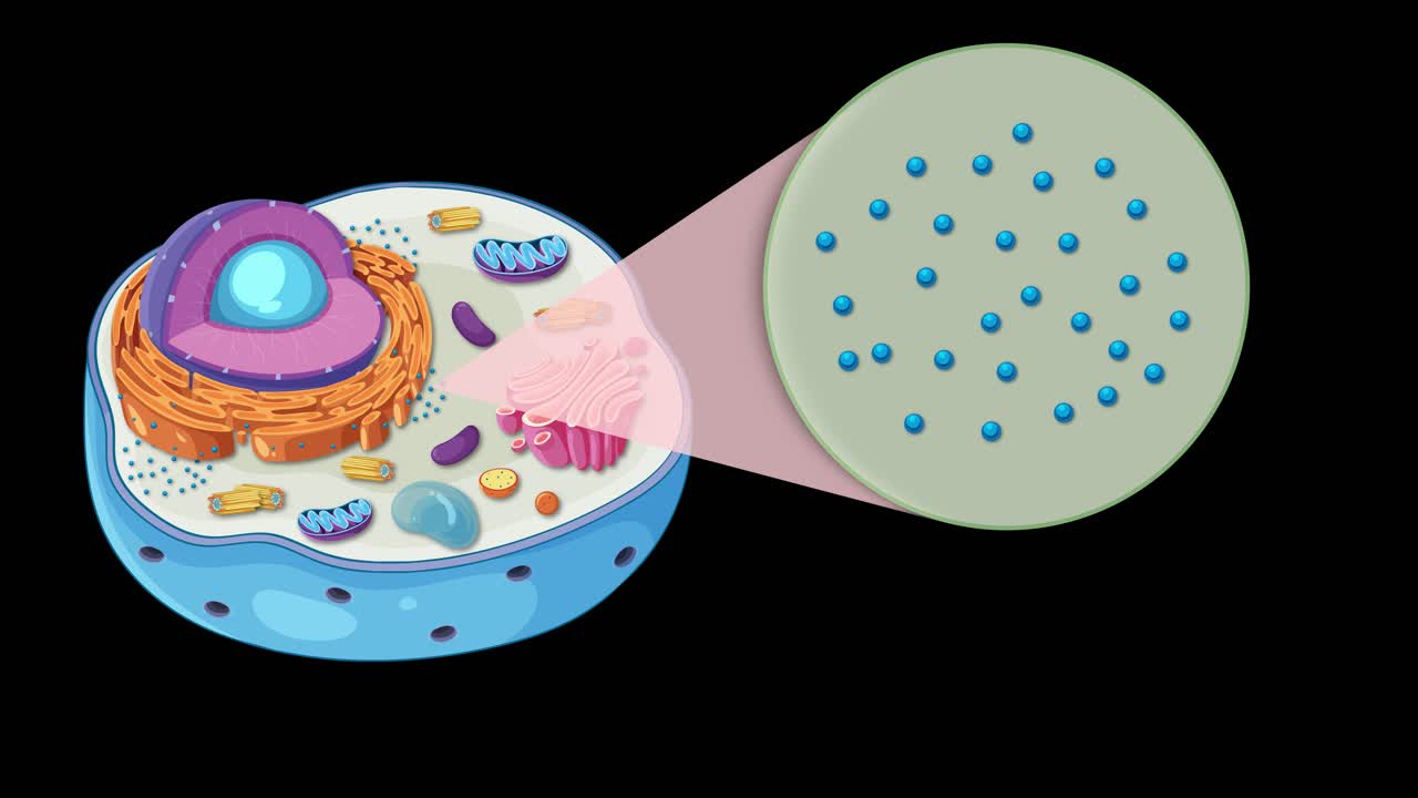 Illustrated animation of an animal cell highlighting organelles and ribosomes with detailed transitions and vibrant colors