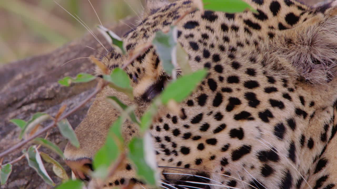 Leopardenkopf blickt mittags in der trockenen Savanne umher.