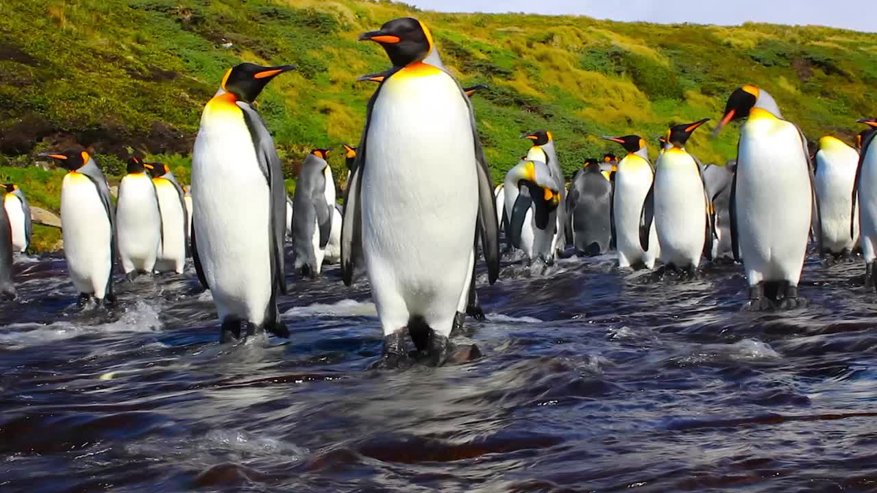grupo de pingüinos rey adultos parados en un arroyo poco profundo