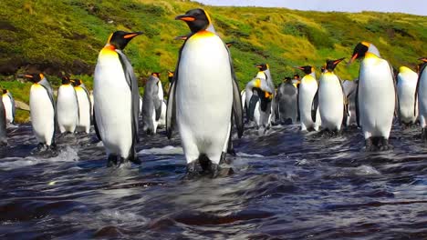 group of adult king penguins standing in shallow stream