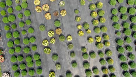 La-Toma-Aérea-Giratoria-Ascendente-De-Un-Dron-Revela-Miles-De-Madres-Coloridas-Que-Florecen-En-La-Granja-Amish-Del-Condado-De-Lancaster,-Pensilvania