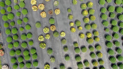 aerial rotating rising drone shot reveals thousands of colorful mums blooming in lancaster county pennsylvania amish farm
