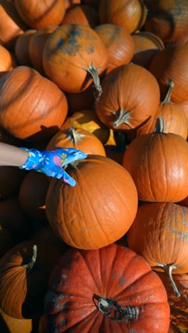 recogiendo calabazas en la granja