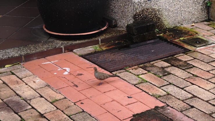 A zebra dove walks on weathered brick paving next to a concrete curb and a rusty metal pole, captured in a high-angle outdoor shot with natural light