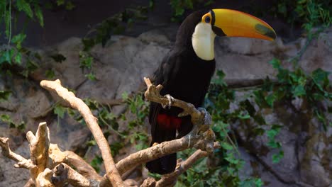 Retrato-De-Primer-Plano-De-Un-Tucán-Toco-En-Un-árbol-Podrido,-Especies-De-Aves-Tropicales-De-América